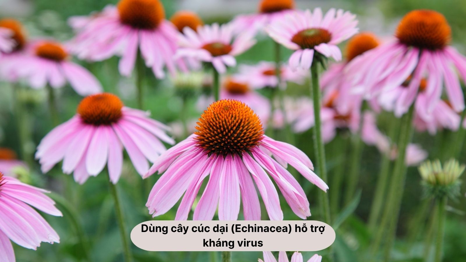 Mẹo d&acirc;n gian chữa bệnh tay ch&acirc;n miệng với c&acirc;y c&uacute;c dại (Echinacea) gi&uacute;p hỗ trợ kh&aacute;ng virus