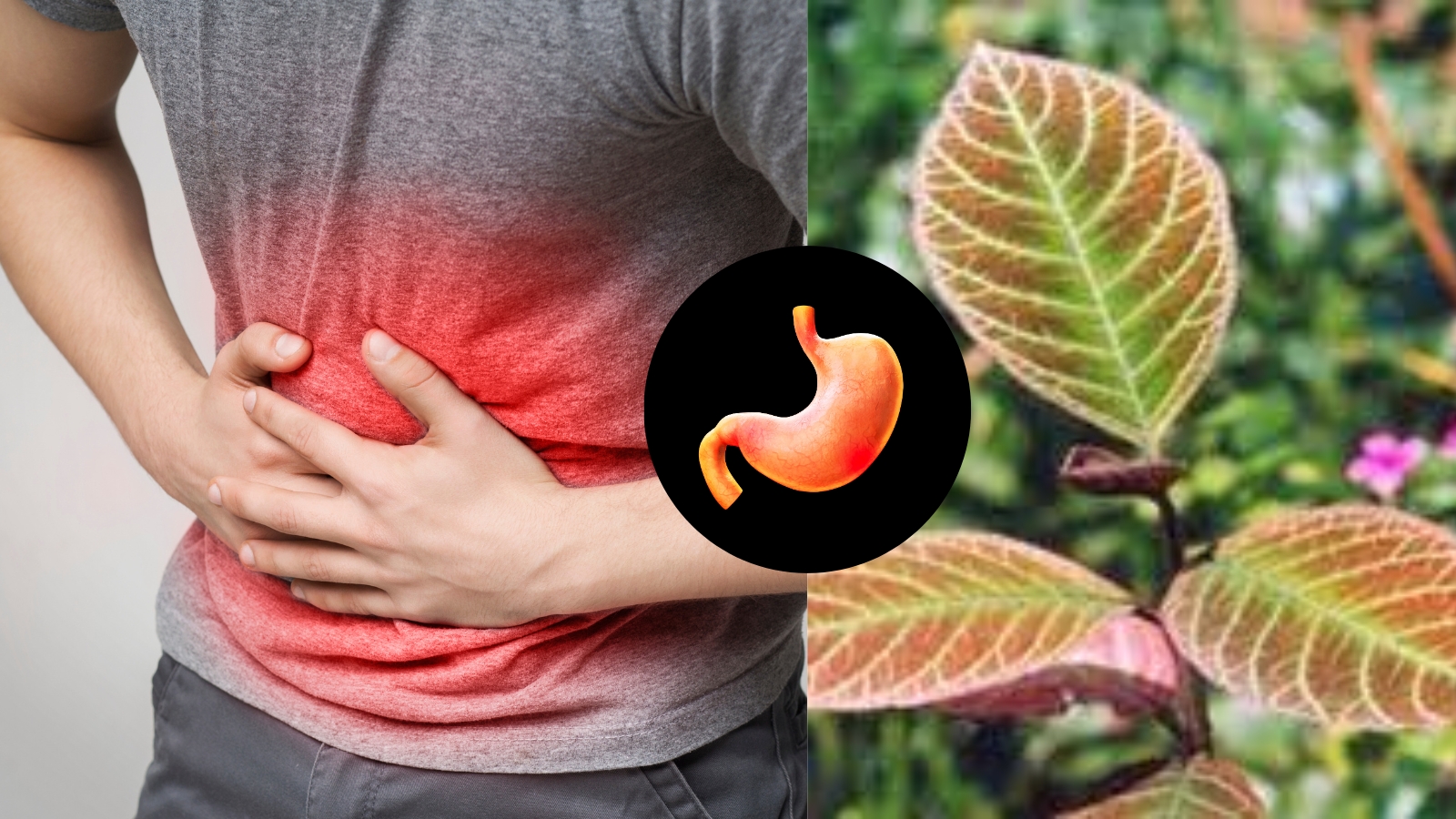 Y học cổ truyền đ&atilde; d&ugrave;ng l&aacute; kh&ocirc;i chữa dạ d&agrave;y từ l&acirc;u 
