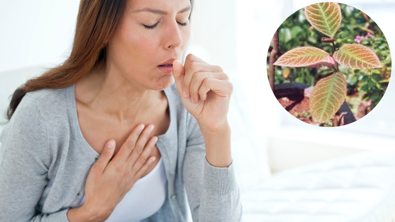 L&aacute; kh&ocirc;i c&oacute; t&aacute;c dụng chữa ho, vi&ecirc;m họng