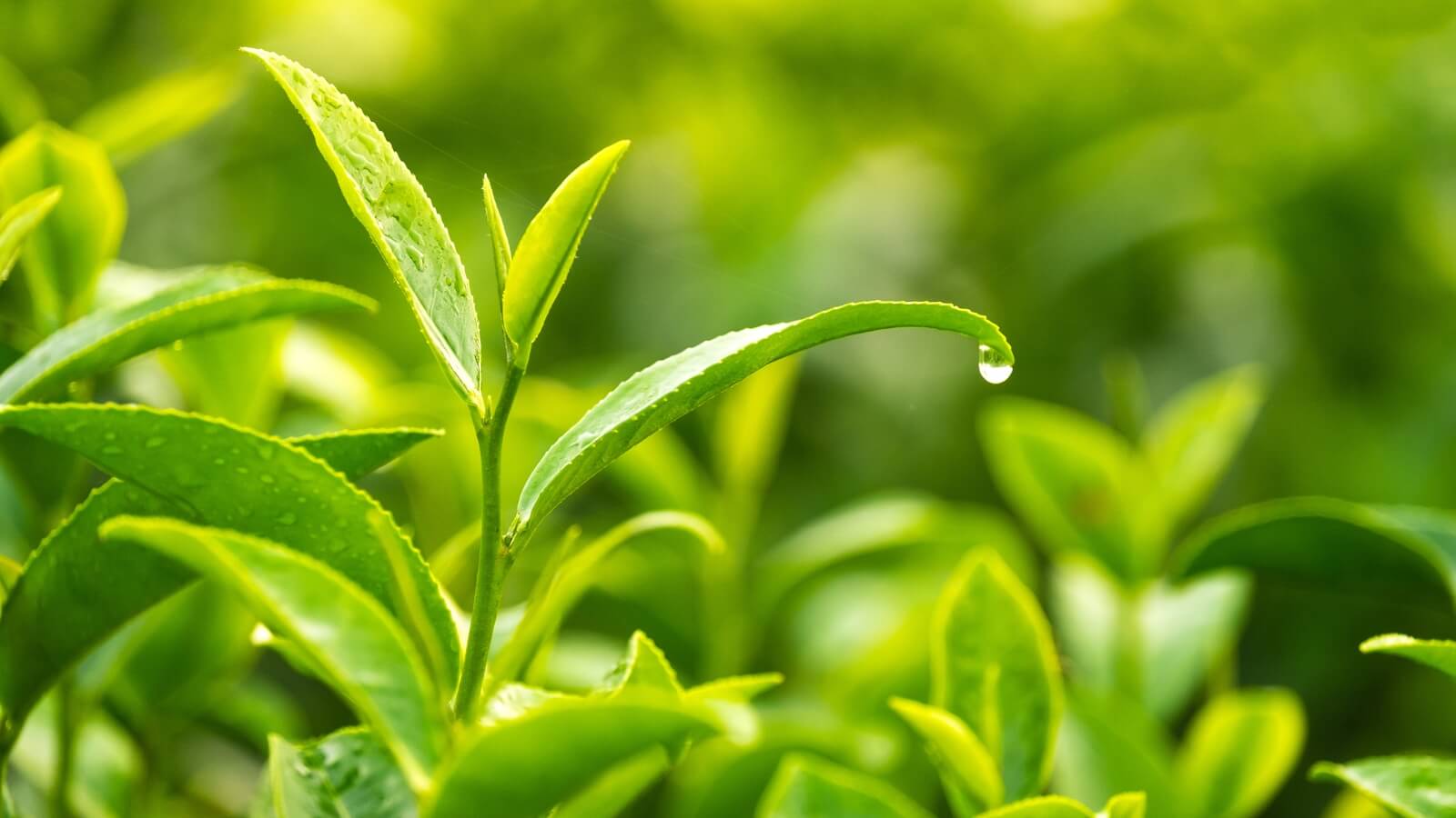 C&oacute; thể sử dụng tr&agrave; xanh để trị mụn nội tiết dứt điểm