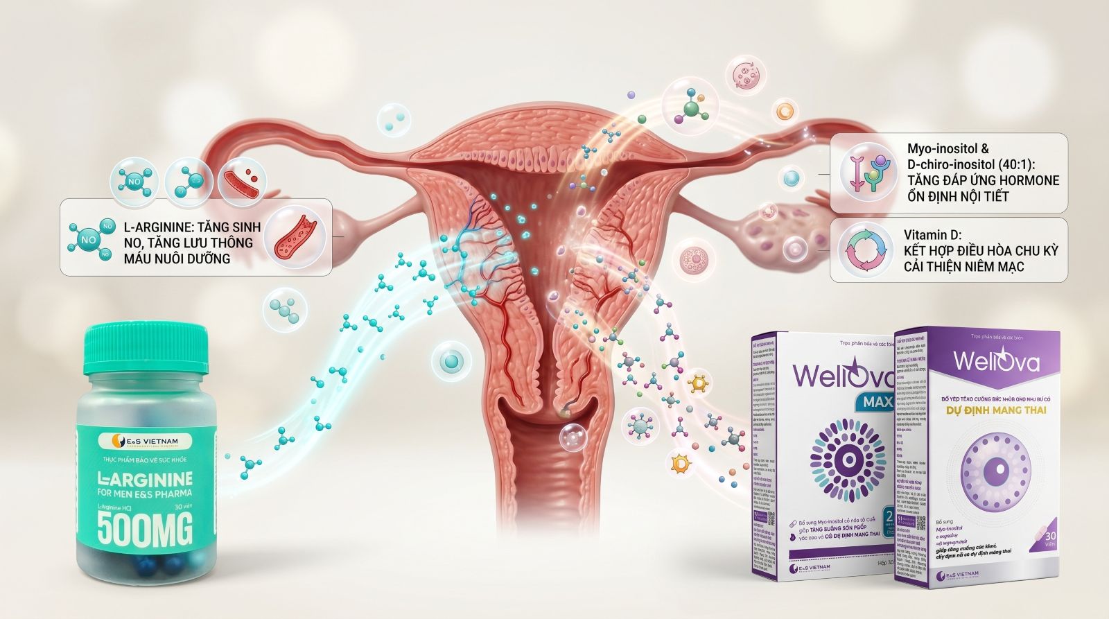 Các sản phẩm chứa Myo-inositol và L-Arginine là những yếu tố quan trọng thúc đẩy niêm mạc phát triển