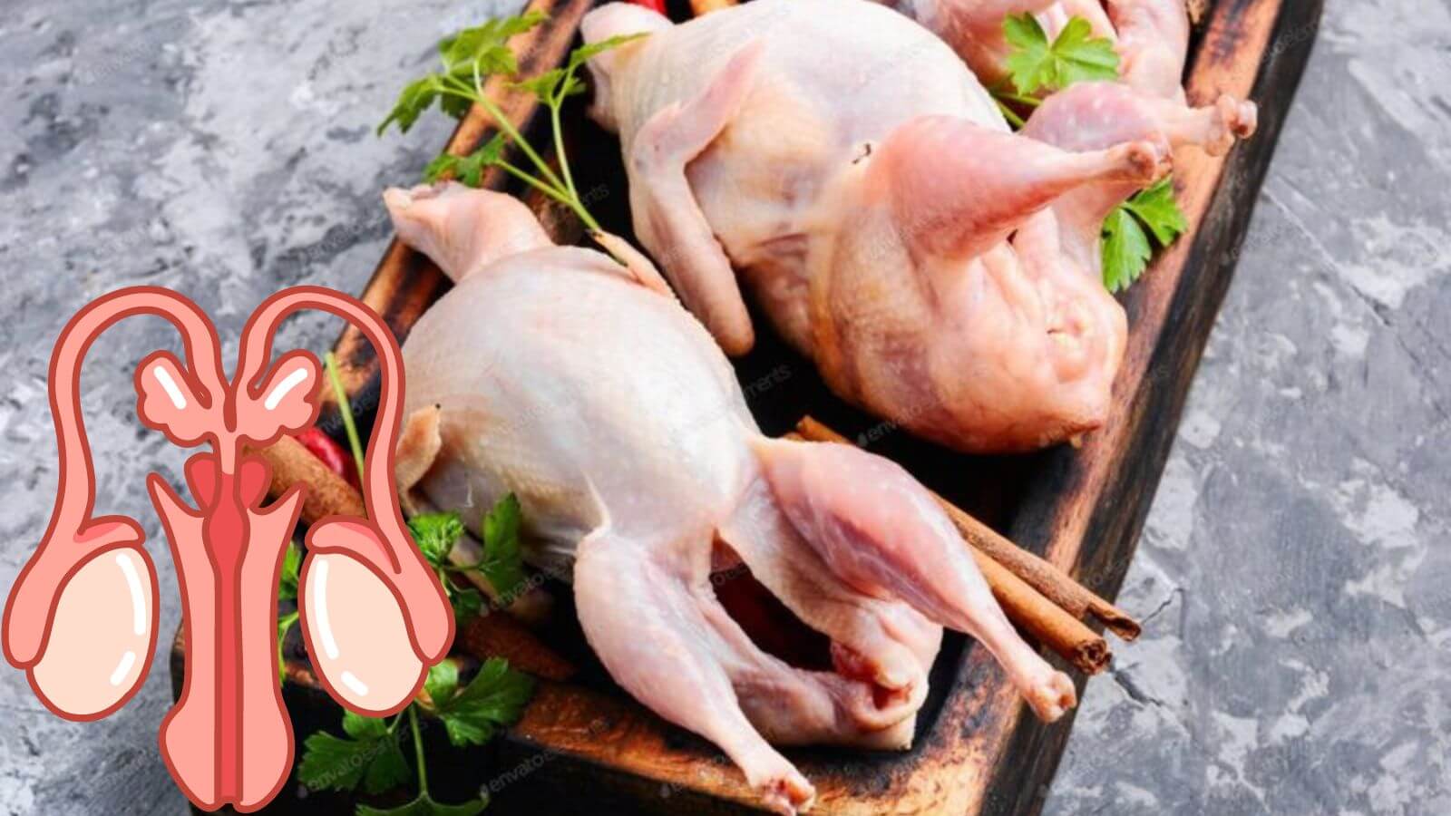 Thịt chim bồ cầu chứa nhiều dinh dưỡng gi&uacute;p cải thiện số lượng v&agrave; chất lượng tinh tr&ugrave;ng