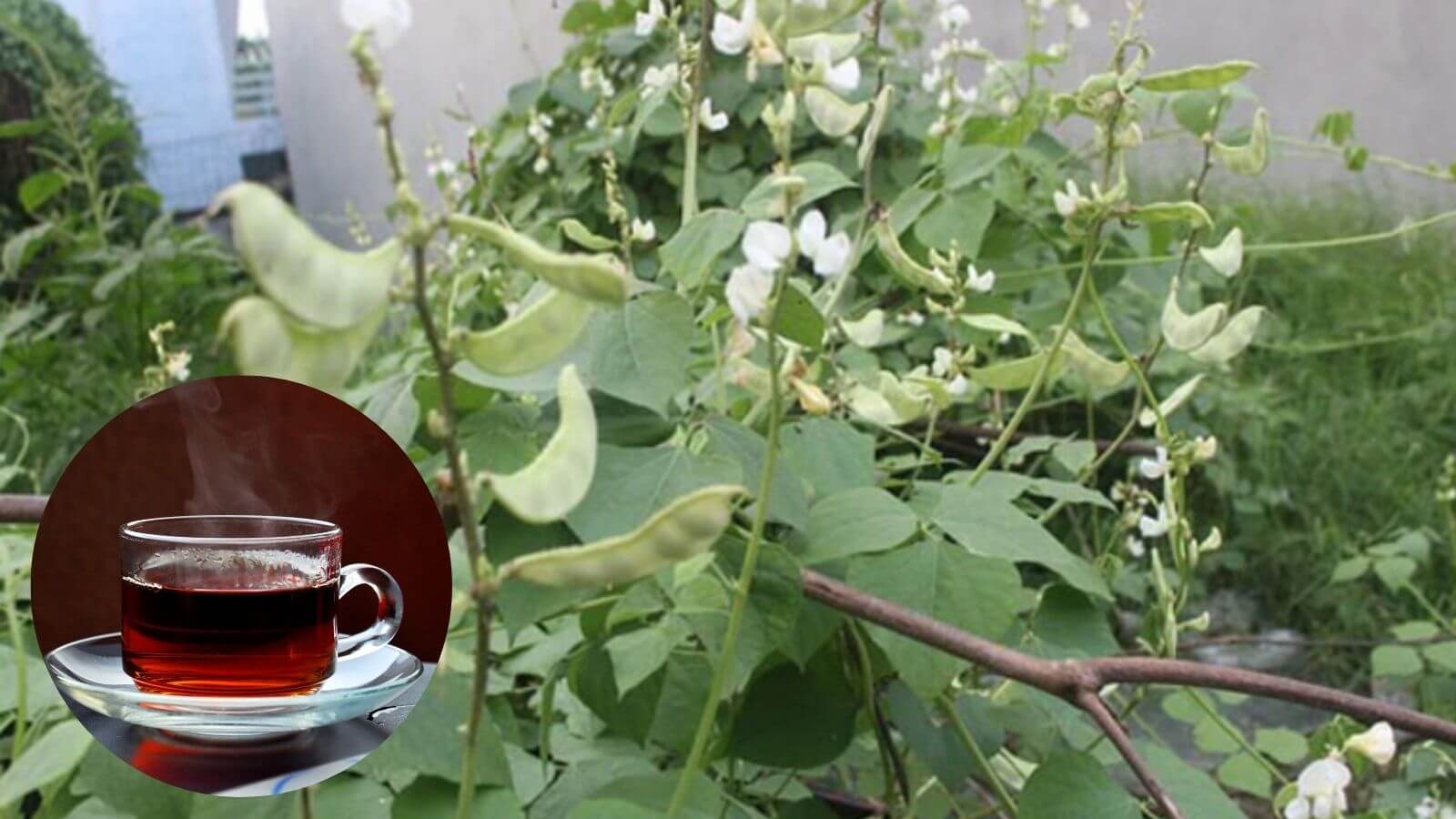 Nước uống từ rễ đậu v&aacute;n kh&ocirc; gi&uacute;p nam giới tăng ham muốn, cải thiện chất lượng tinh tr&ugrave;ng