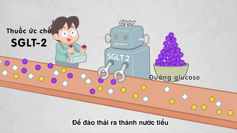 Nh&oacute;m ức chế SGLT2 tăng thải qua đường tiết niệu để giảm glucose trong m&aacute;u