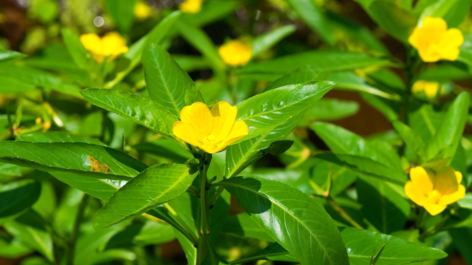H&igrave;nh ảnh c&acirc;y rau mương chữa dạ d&agrave;y