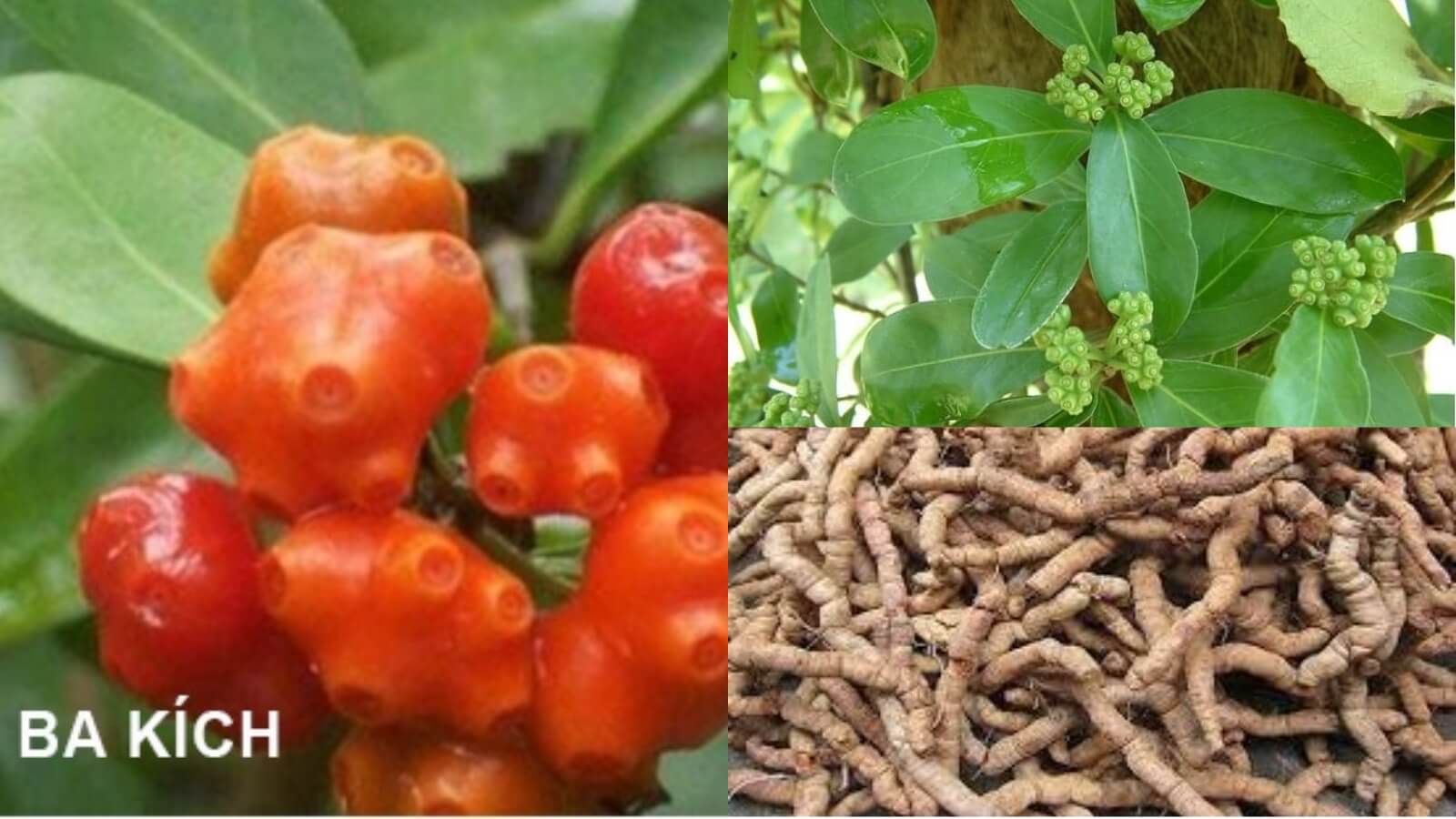 Bật mí những cây thuốc nam chữa yếu Link Đăng Ký HZ88.com hiệu quả