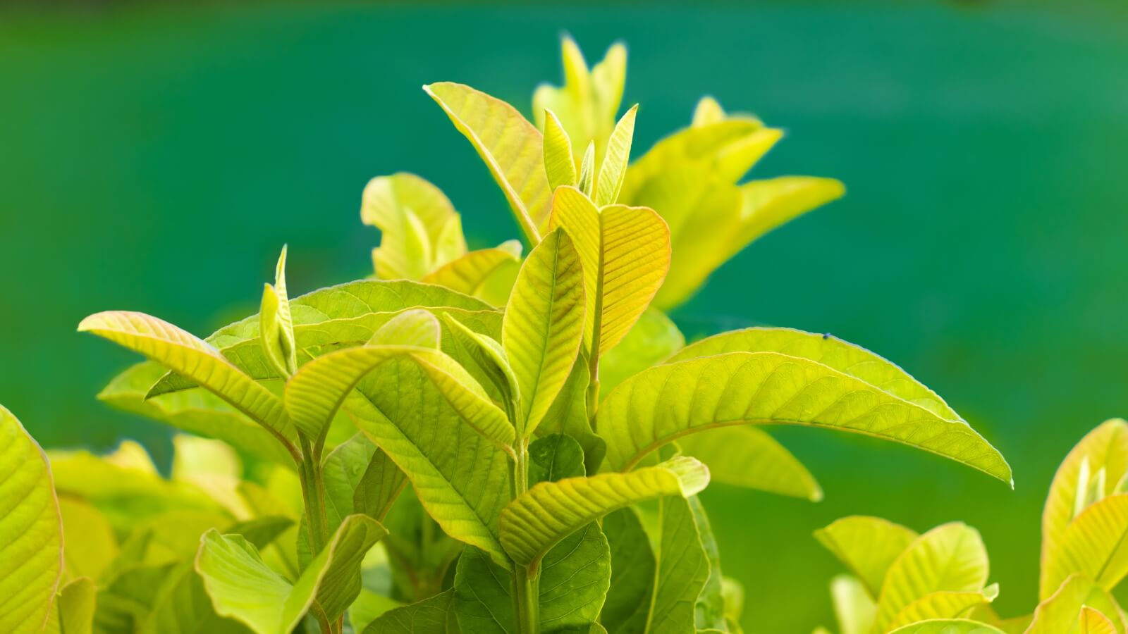 Lá ổi non được sử dụng làm thuốc chữa dạ dày