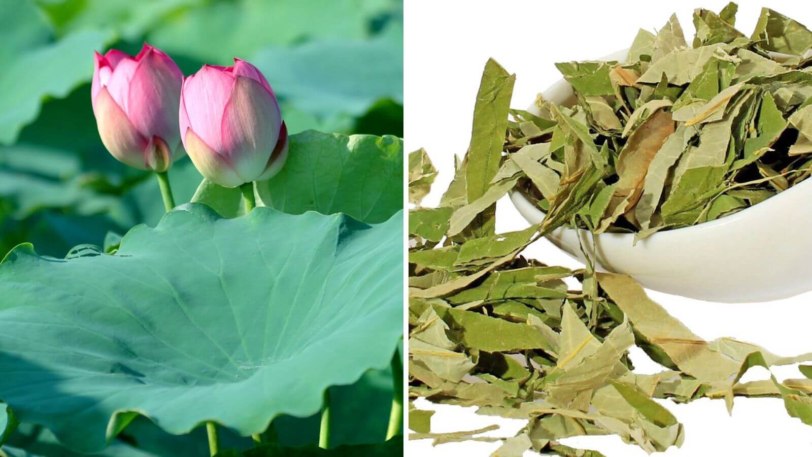C&aacute;ch điều trị tinh tr&ugrave;ng v&oacute;n cục tại nh&agrave; bằng c&aacute;c mẹo d&acirc;n gian