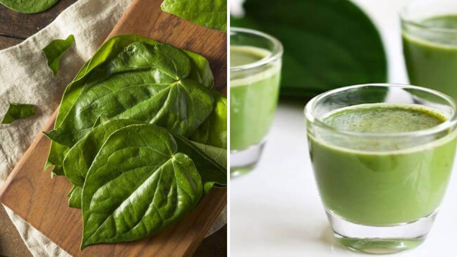 L&aacute; trầu kh&ocirc;ng c&oacute; c&ocirc;ng dụng kh&aacute;ng khuẩn, kh&aacute;ng vi&ecirc;m rất tốt