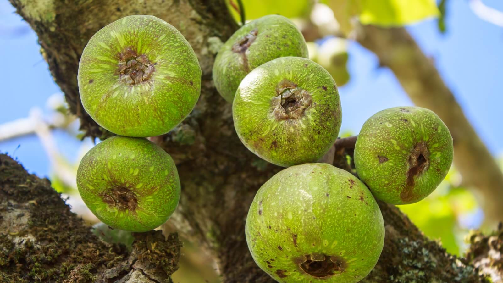 Quả sung c&oacute; nhiều c&ocirc;ng dụng đối với sức khỏe