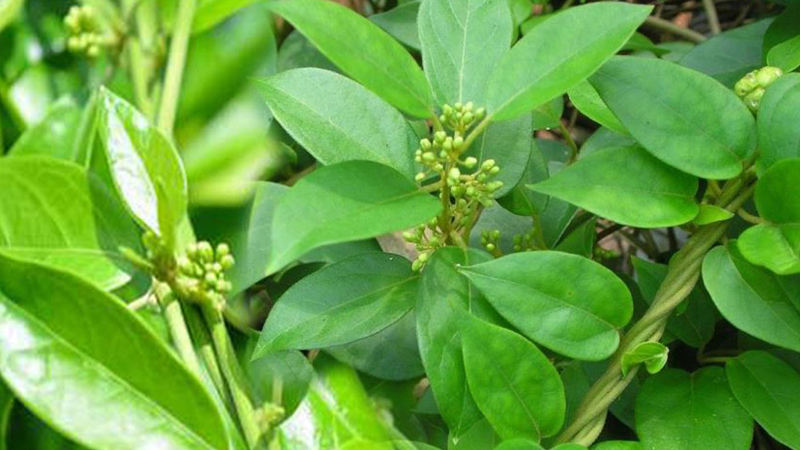 D&acirc;y th&igrave;a canh l&agrave; thảo dược c&oacute; c&ocirc;ng dụng tốt nhất trong điều trị tiểu đường
