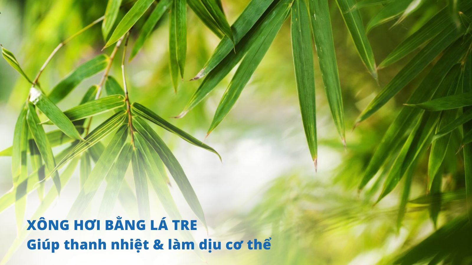 L&aacute; tre c&oacute; t&aacute;c dụng l&agrave;m m&aacute;t v&agrave; giải nhiệt cơ thể, gi&uacute;p to&aacute;t mồ h&ocirc;i