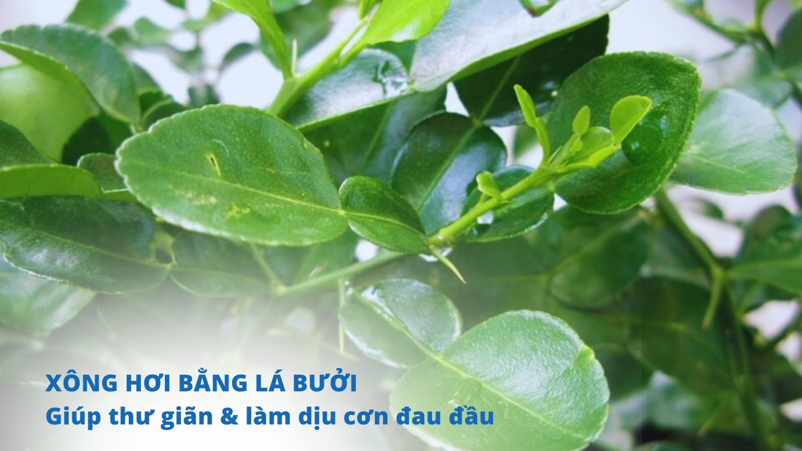 Hương thơm l&aacute; bưởi dễ chịu, gi&uacute;p thư gi&atilde;n v&agrave; l&agrave;m giảm chứng đau đầu khi bị cảm lạnh