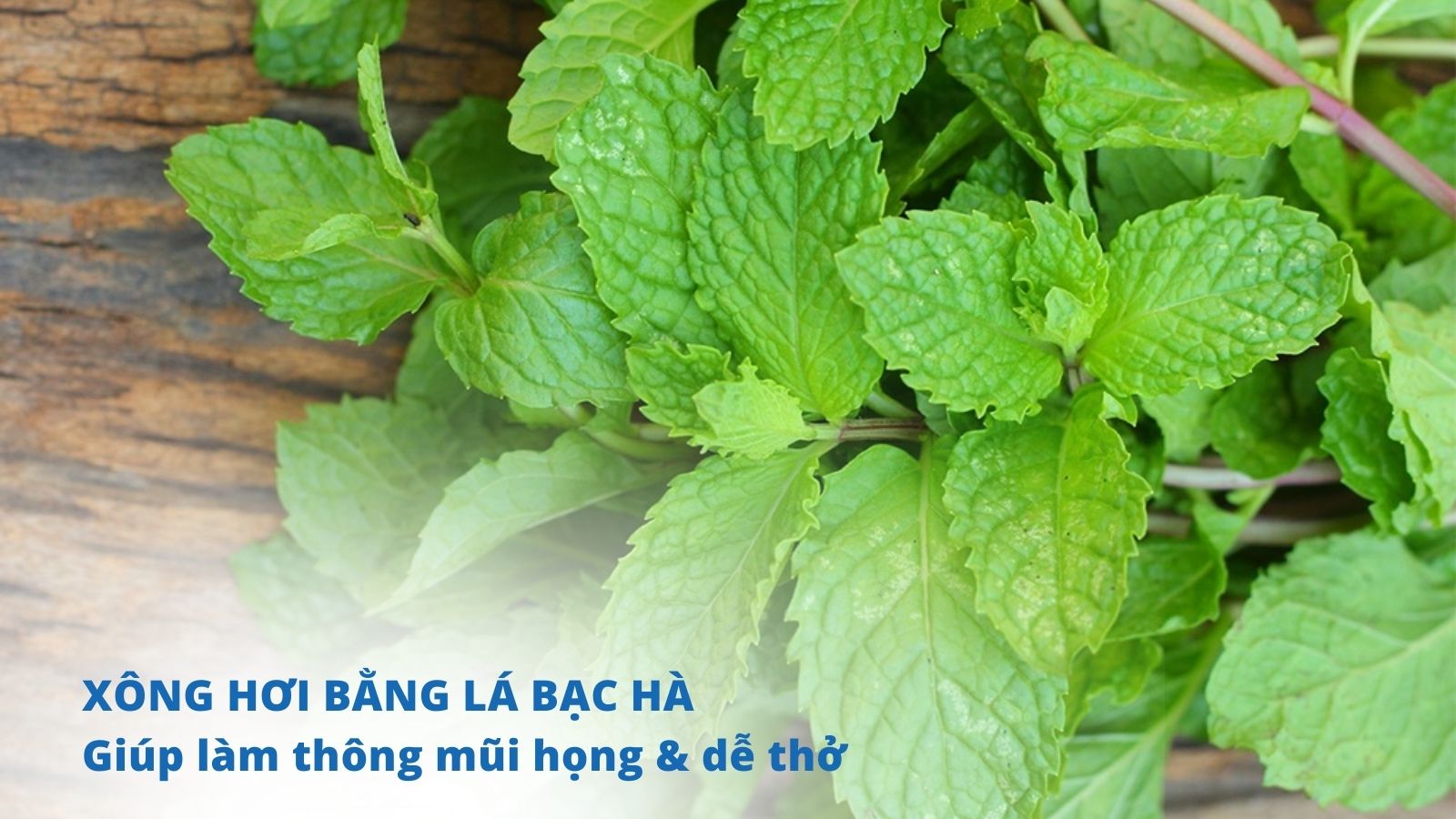 L&aacute; bạc h&agrave; c&oacute; c&ocirc;ng dụng l&agrave;m th&ocirc;ng mũi, m&aacute;t họng v&agrave; dễ thở