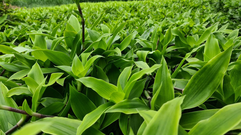 C&acirc;y lược v&agrave;ng