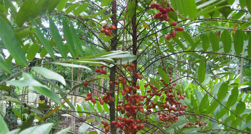C&acirc;y Mật Nh&acirc;n điều Trị Tiểu đường