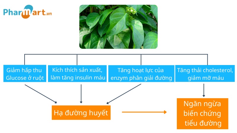 C&ocirc;ng dụng chữa bệnh tiểu đường của c&acirc;y d&acirc;y th&igrave;a canh
