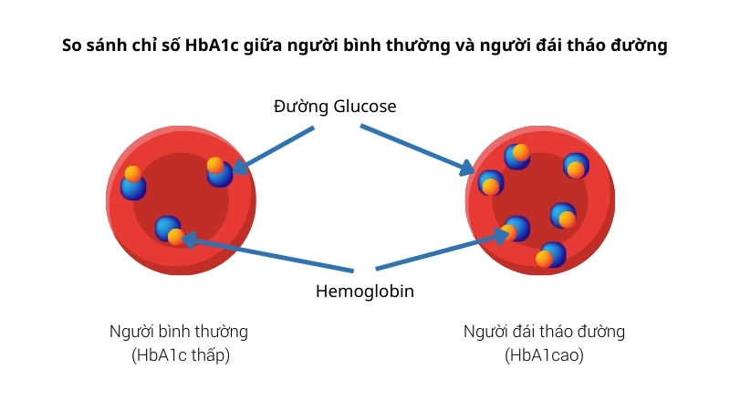 Chỉ số HbA1c l&agrave; g&igrave;