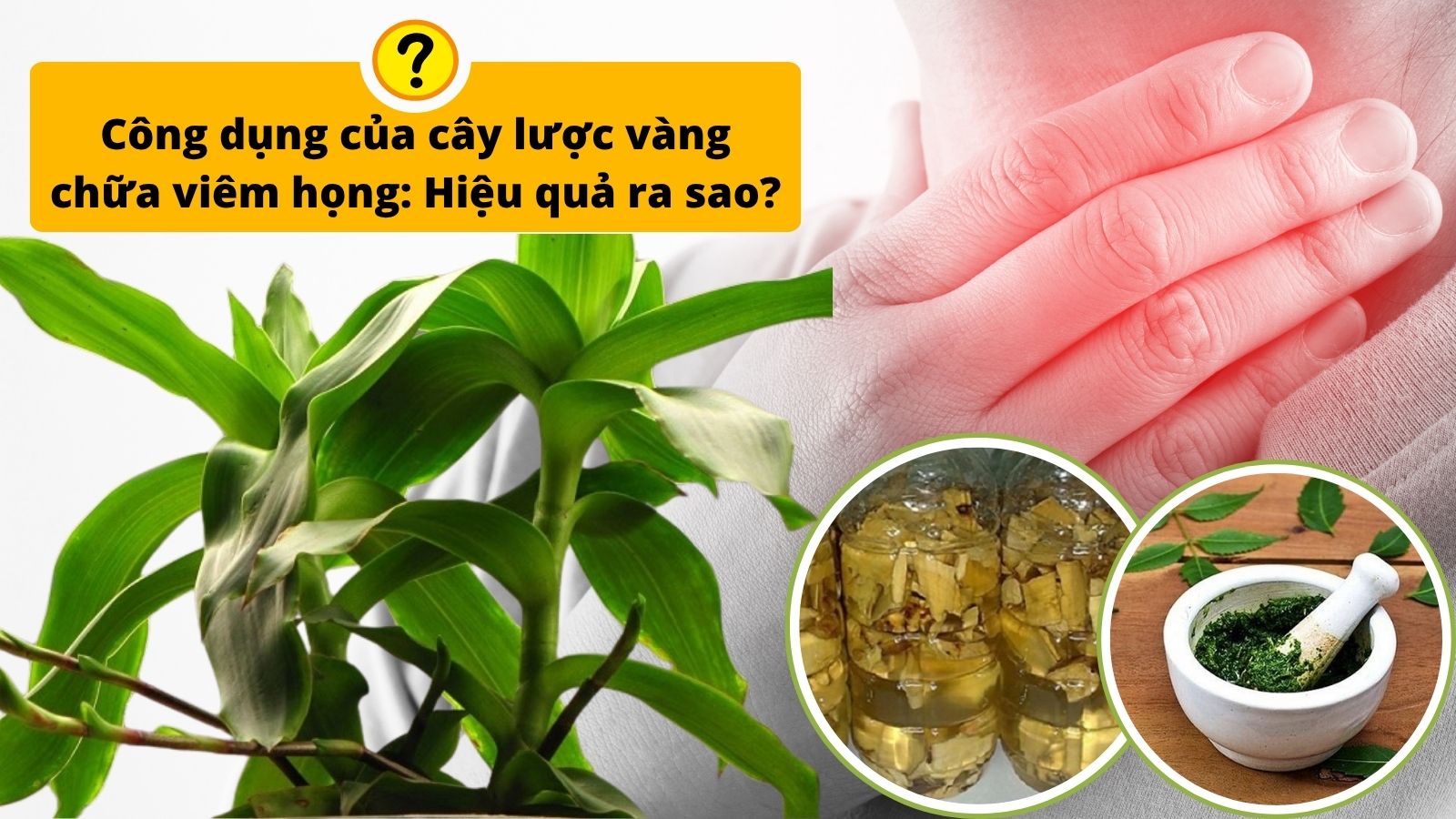 C&acirc;y lược v&agrave;ng trị vi&ecirc;m họng: C&ocirc;ng dụng, c&aacute;ch d&ugrave;ng v&agrave; lưu &yacute; cần biết