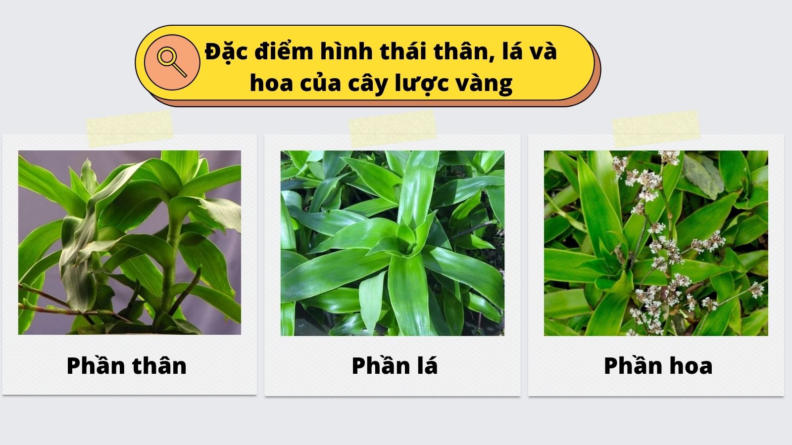 C&acirc;y lược v&agrave;ng với phiến l&aacute; to v&agrave; hoa xếp trục d&agrave;i