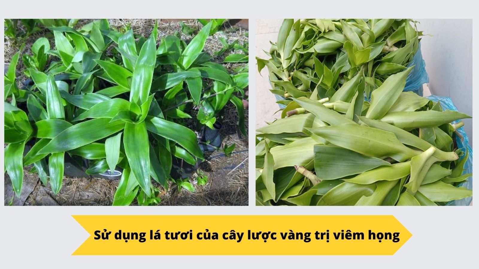 L&aacute; lược v&agrave;ng tươi với phiến d&agrave;i, m&agrave;u xanh đậm