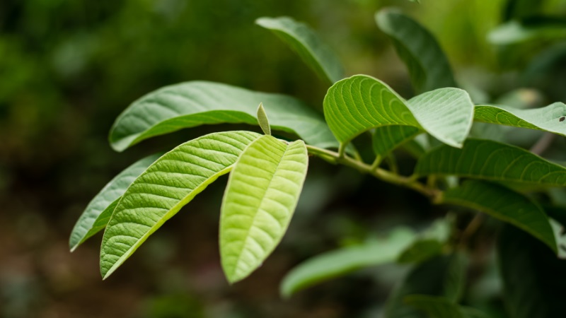 C&ocirc;ng dụng của l&aacute; ổi