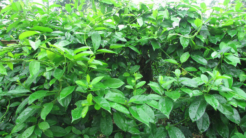 D&acirc;y th&igrave;a canh kh&ocirc;