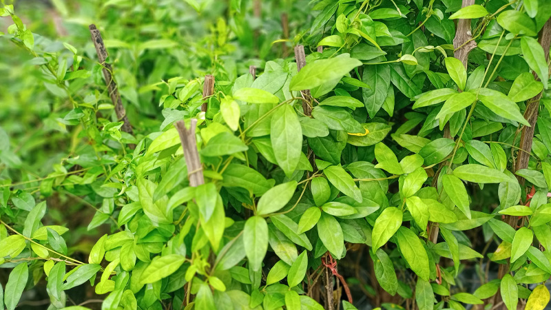 D&acirc;y th&igrave;a canh chữa tiểu đường