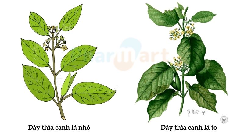 ph&acirc;n biệt d&acirc;y th&igrave;a canh l&aacute; to với l&aacute; nhỏ