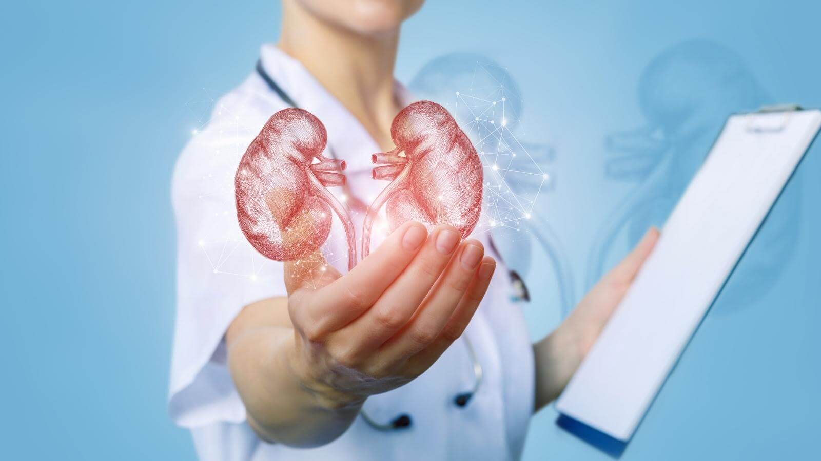 Thận là tạng có ảnh hưởng rất lớn đến sinh lý nam và nữ