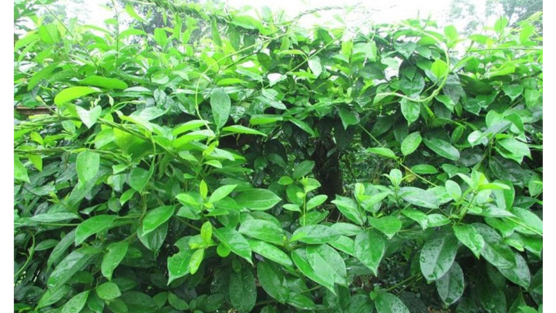 Tr&agrave; d&acirc;y th&igrave;a canh