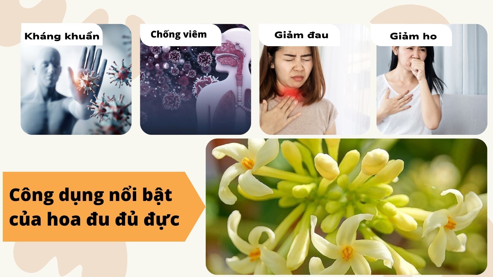 Hoa đu đủ đực gi&uacute;p kh&aacute;ng vi&ecirc;m, giảm đau, l&agrave;m dịu cơn ho