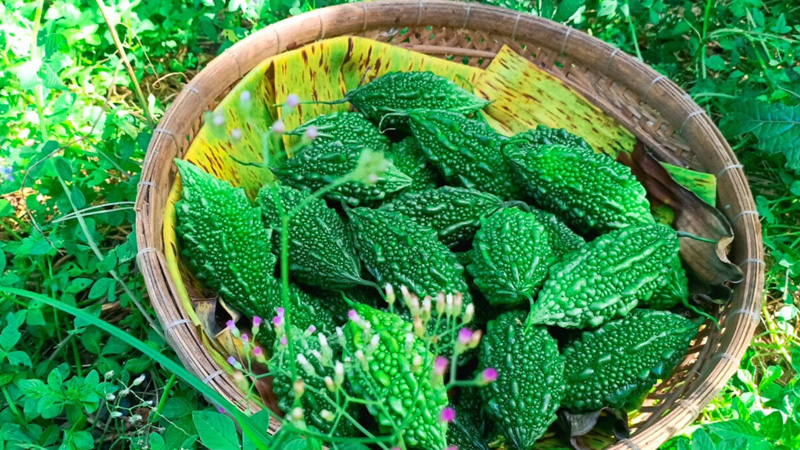 Khổ qua rừng điều trị bệnh tiểu đường