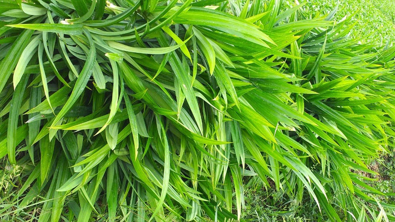 l&aacute; dứa