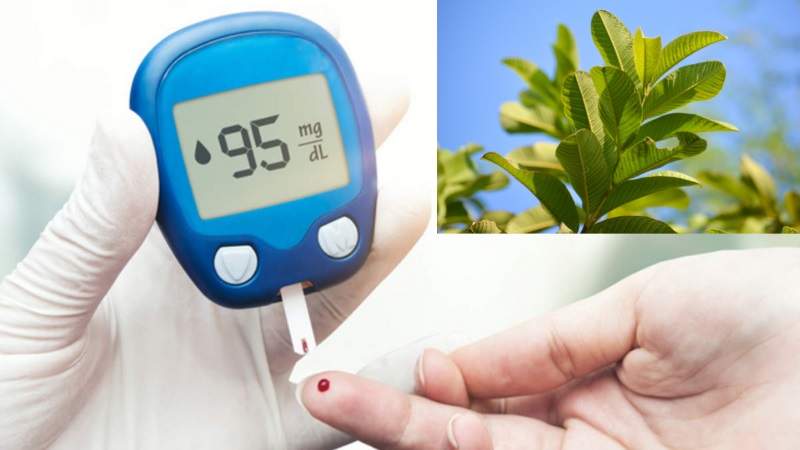 L&aacute; ổi c&oacute; t&aacute;c dụng chữa tiểu đường hiệu quả