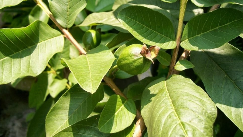 L&aacute; ổi trị bệnh tiểu đường 