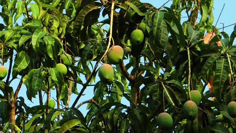 l&aacute; xo&agrave;i trị tiểu đường 