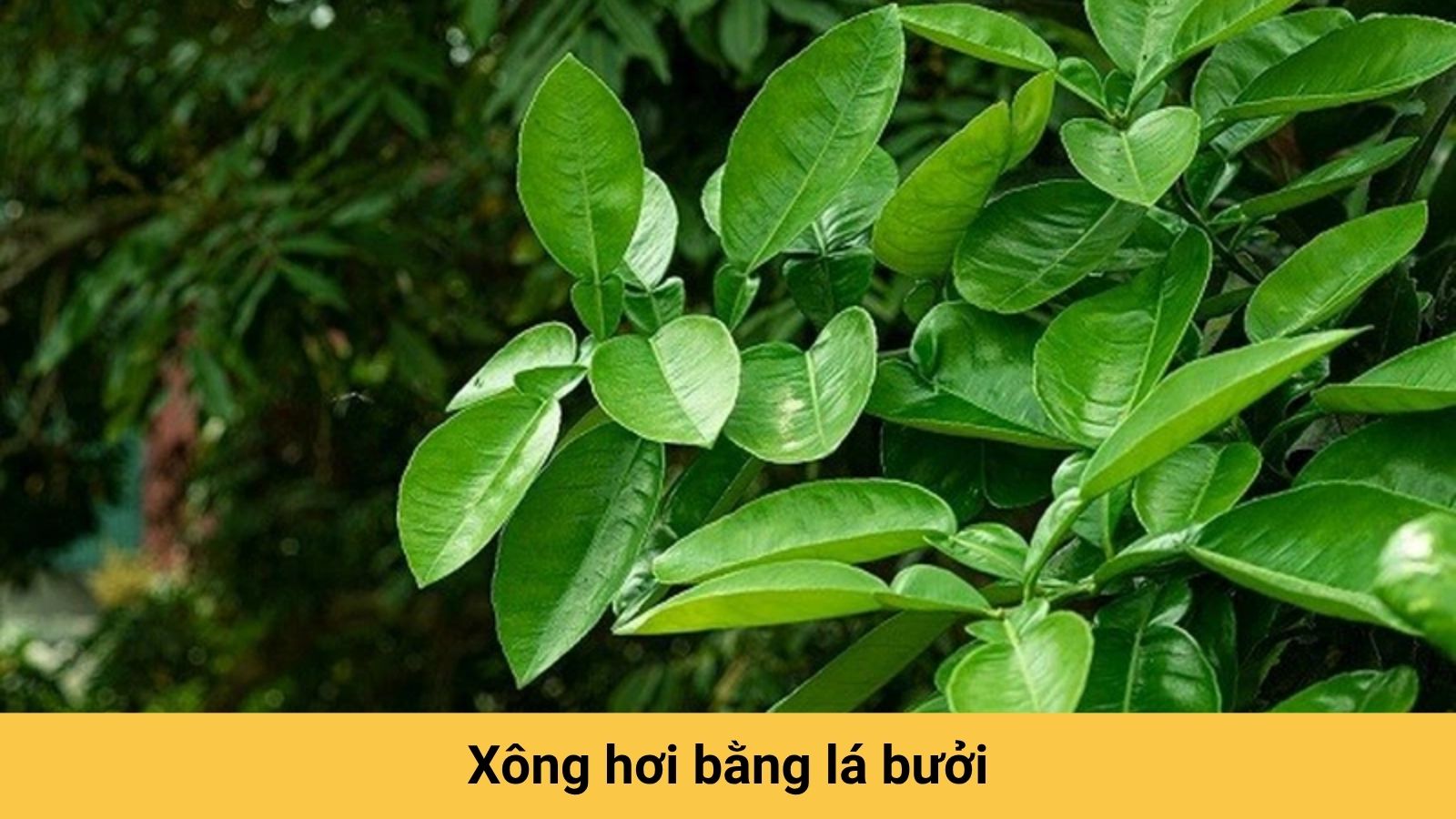 Giảm nhanh triệu chứng cảm c&uacute;m với nồi l&aacute; x&ocirc;ng cảm c&uacute;m từ l&aacute; bưởi