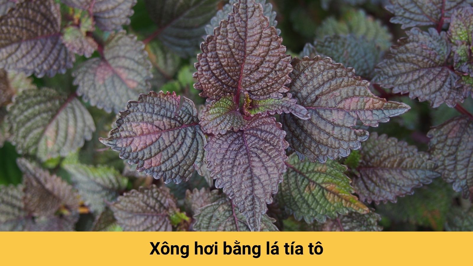 L&aacute; t&iacute;a t&ocirc; c&oacute; khả năng hạ sốt nhẹ