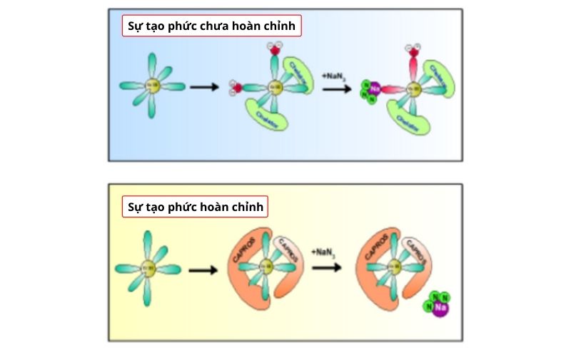 Crom III được kết hợp với Polyphenolic (c&oacute; trong chiết xuất quả Me rừng chuẩn h&oacute;a - t&ecirc;n thương mại l&agrave; Capros).