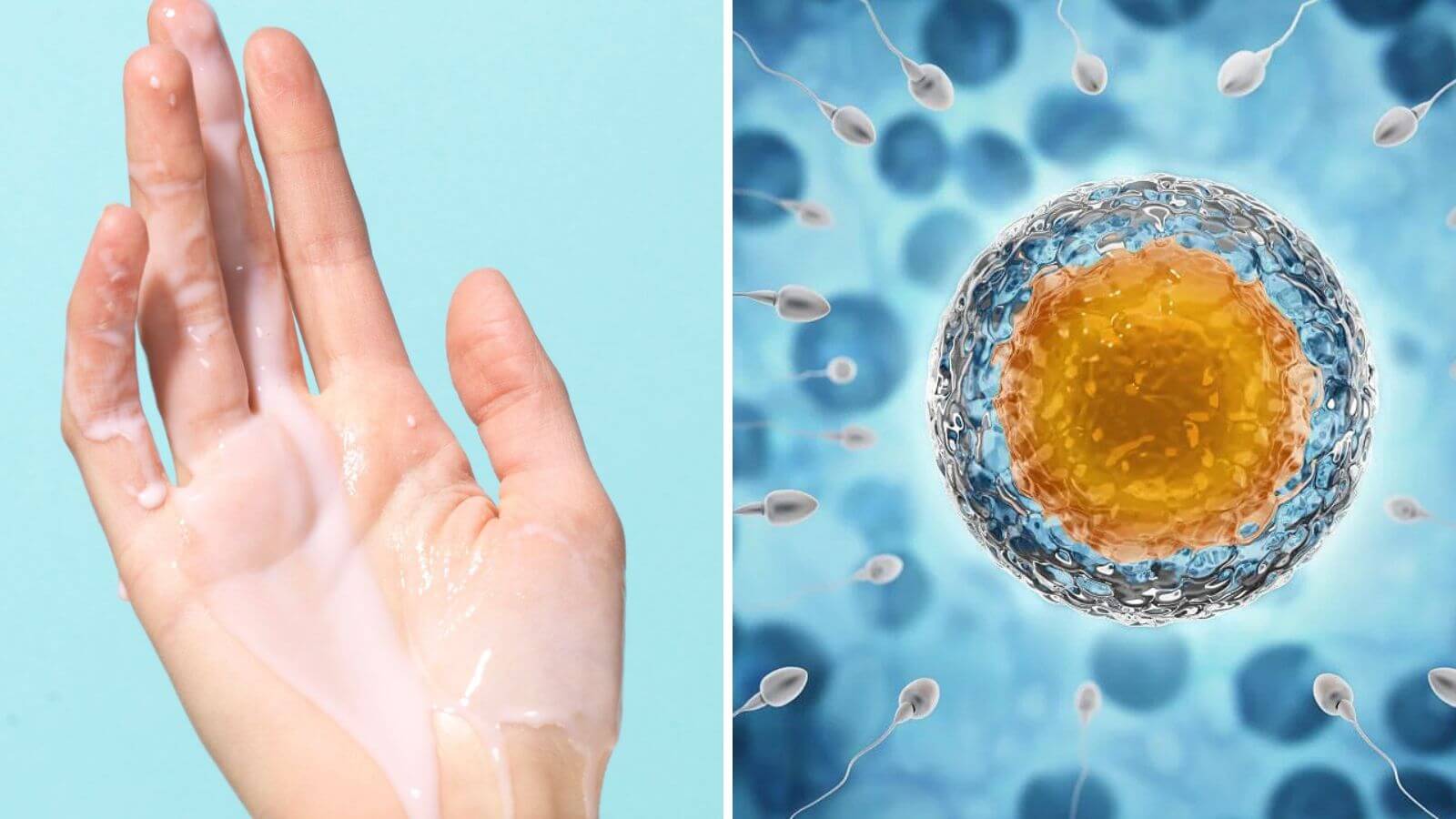 Chu kỳ sống của tinh trùng bình thường khoảng 70 ngày