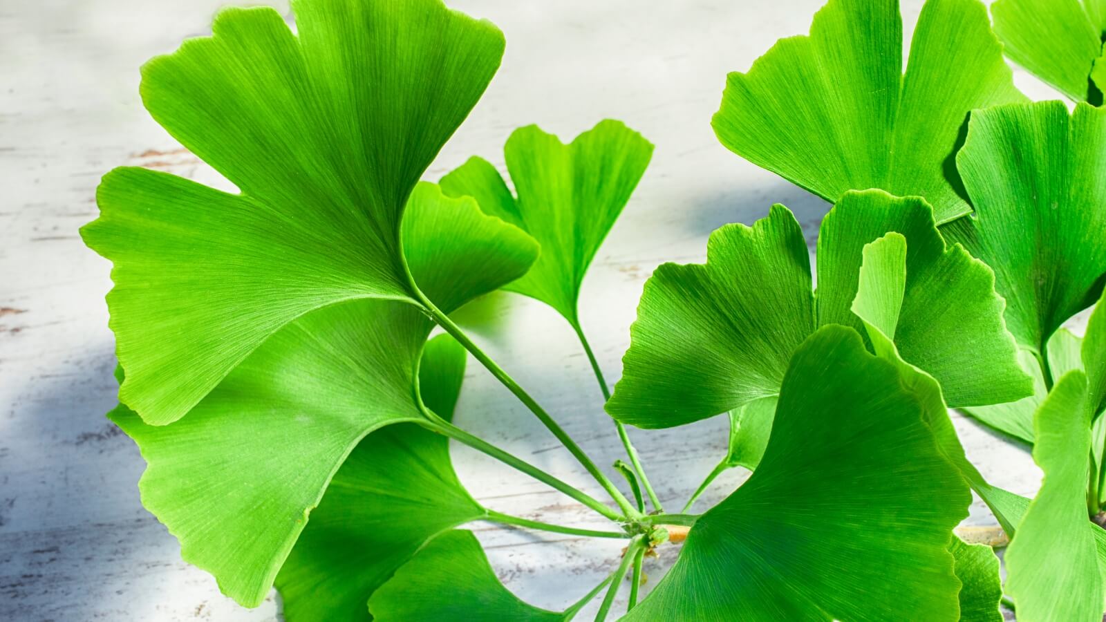 Ginkgo Biloba có tác dụng bổ não, tăng tuần hoàn máu não
