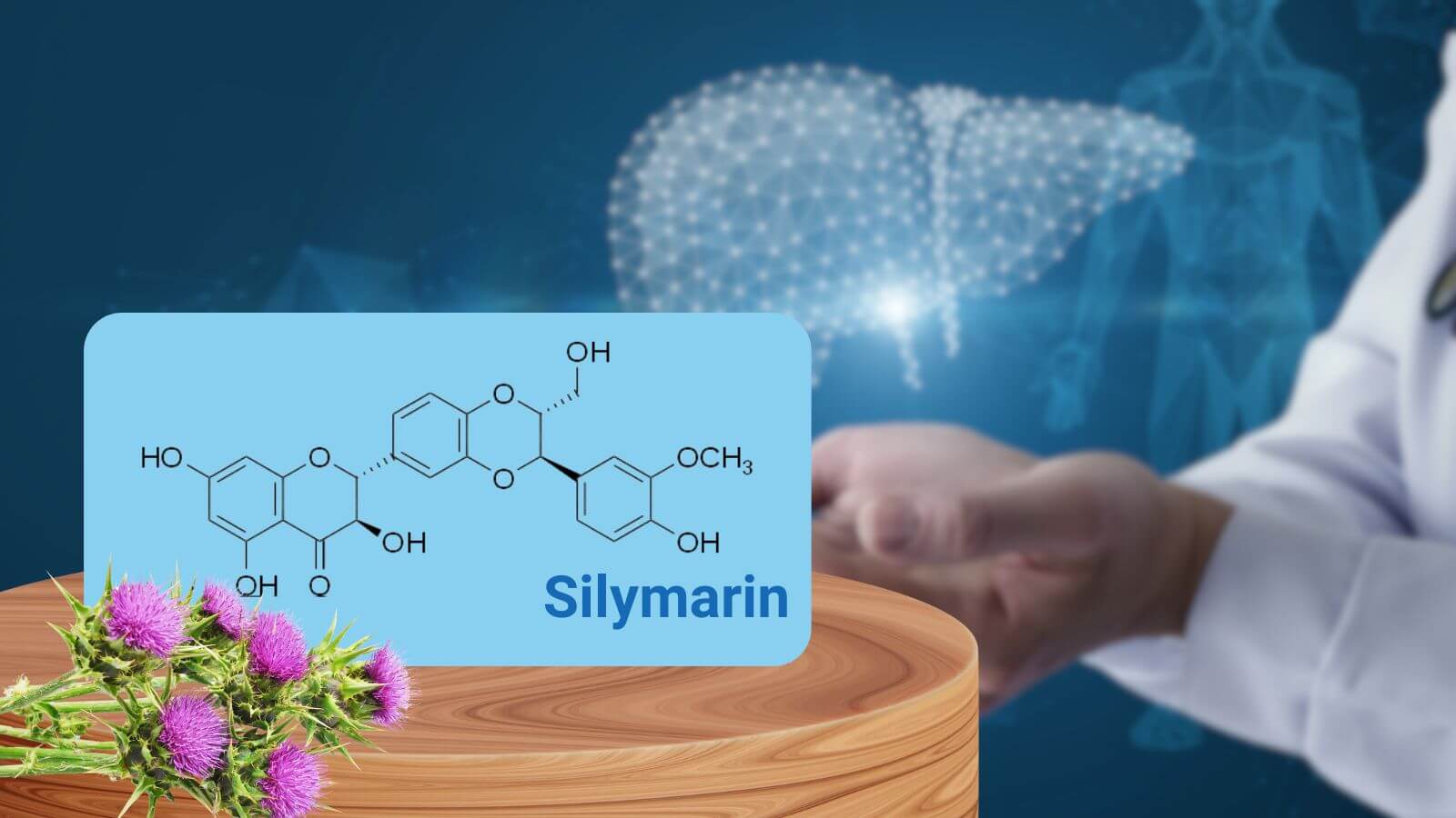 Silymarin trong c&acirc;y Kế sữa c&oacute; nhiều c&ocirc;ng dụng tốt cho gan