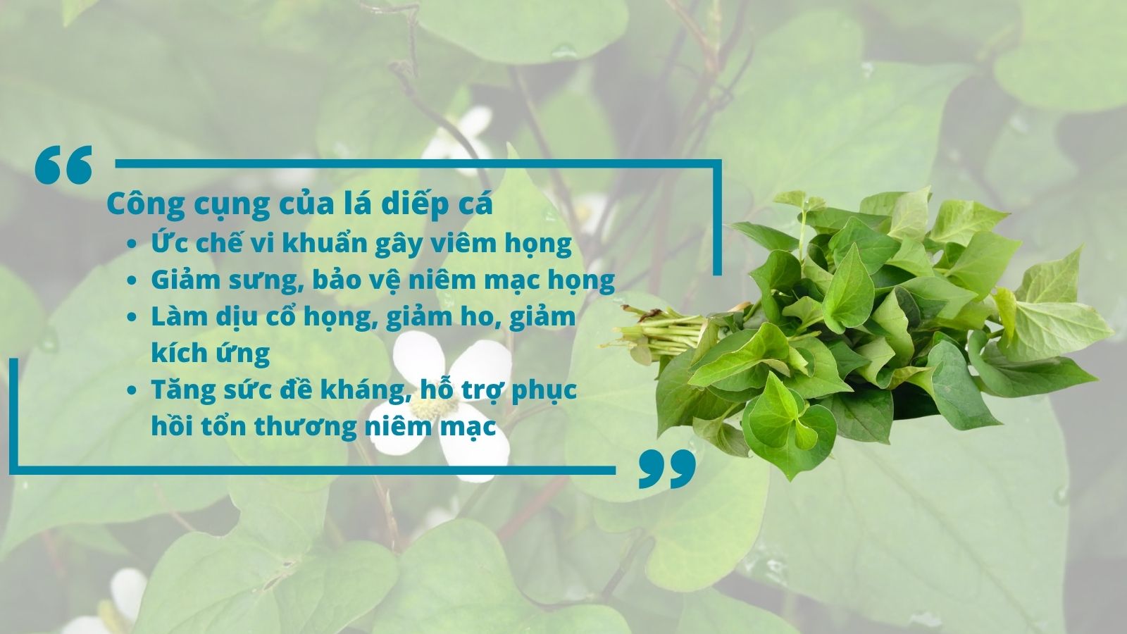 L&aacute; diếp c&aacute; chữa vi&ecirc;m họng l&agrave; nhờ đặc t&iacute;nh thanh nhiệt, giải độc v&agrave; ti&ecirc;u vi&ecirc;m mạnh