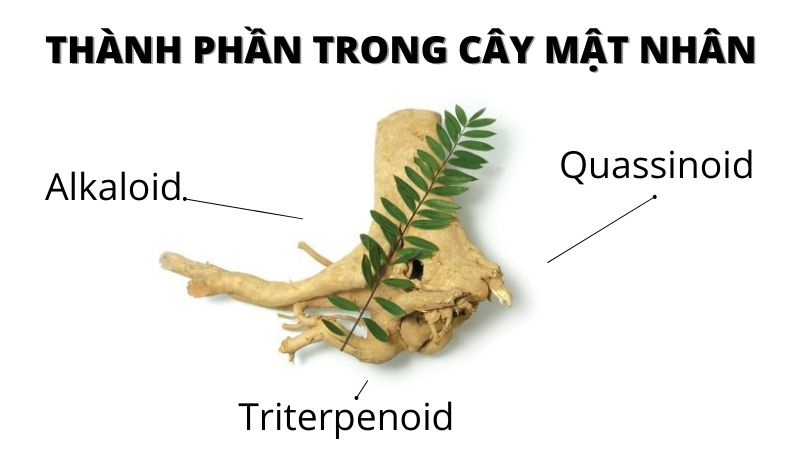 Th&agrave;nh phần c&acirc;y mật nh&acirc;n ngăn ngừa biến chứng tiểu đường