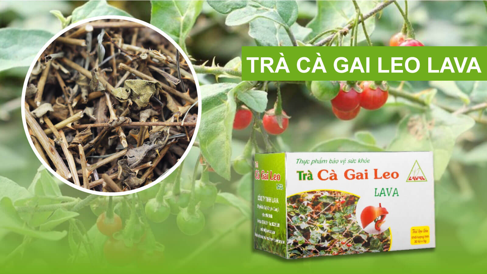 Tr&agrave; C&agrave; gai leo Lava