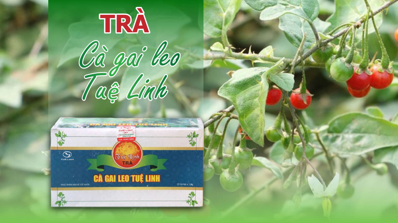 Tr&agrave; C&agrave; gai leo Tuệ Linh d&agrave;nh cho người từ 4 tuổi trở l&ecirc;n