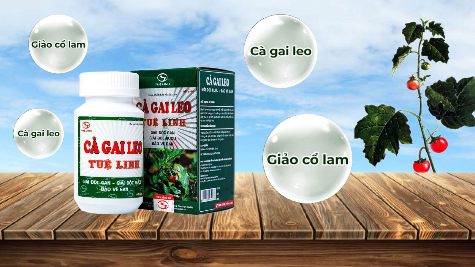Thuốc giải độc gan C&agrave; gai leo Tuệ Linh