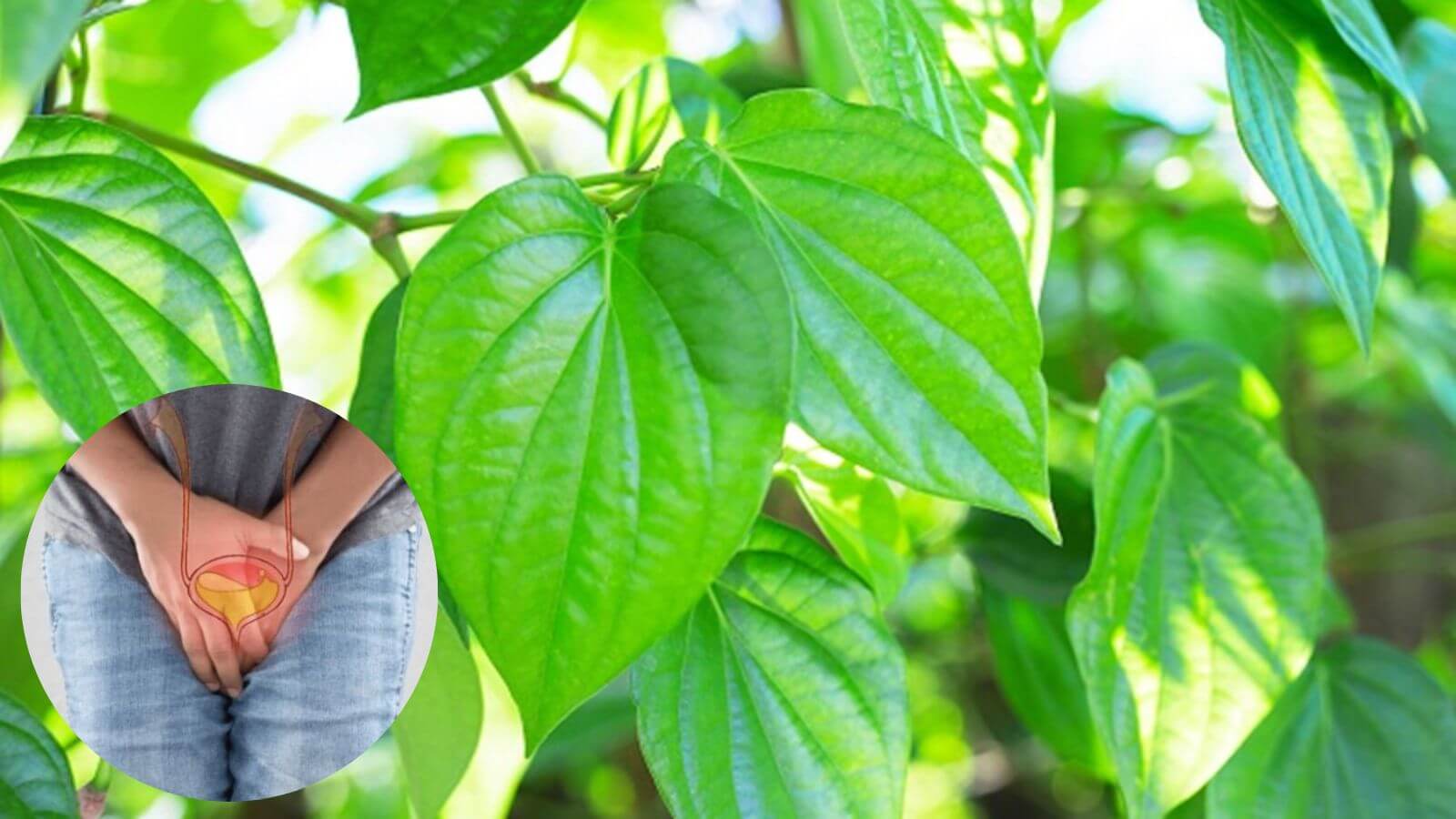 L&aacute; trầu kh&ocirc;ng chứa nhiều hoạt chất gi&uacute;p kh&aacute;ng khuẩn, kh&aacute;ng vi&ecirc;m