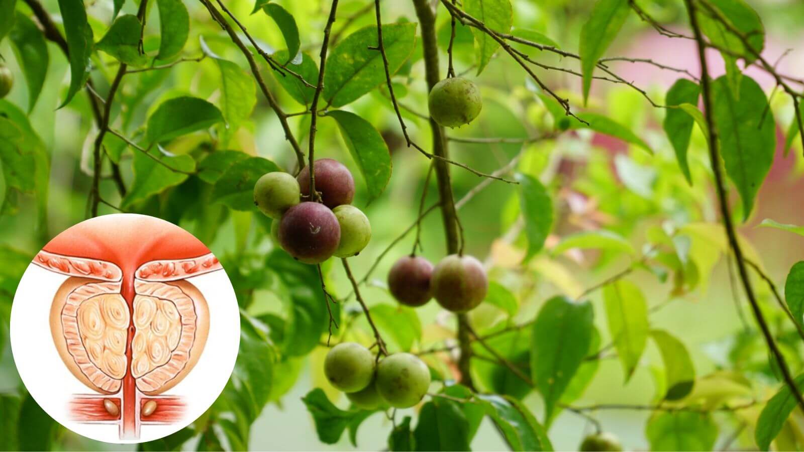 Sắc nước từ rễ c&acirc;y bồ qu&acirc;n để chữa vi&ecirc;m tuyến tiền liệt